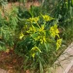 Euphorbia platyphyllos Flower