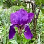 Iris aphylla Flower