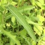 Vernonia arkansana Lehti