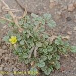 Corchorus depressus Hábito