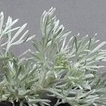 Artemisia umbelliformis Blad