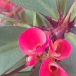 Euphorbia milii Flower
