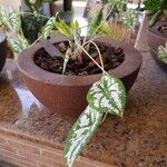 Caladium humboldtii List