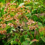 Spiraea japonica Fruchs