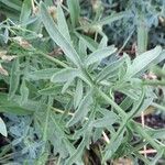 Centaurea collina Leaf