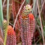 Huperzia brevifolia Flower