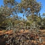 Eucalyptus gillii Агульны выгляд