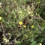 Cistus lasianthus Staniste