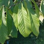 Asimina triloba Fuelha