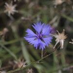 Centaurea cyanusBlomst