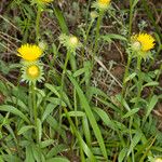 Inula montana Leaf