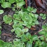 Veronica anagallis-aquatica Blad