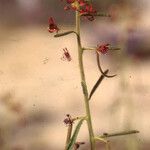 Cleome arabica Fruto