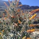 Buddleja madagascariensisKvet