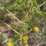Vachellia nilotica Bark