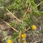 Vachellia nilotica Koor