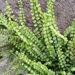 Asplenium trichomanes Φύλλο