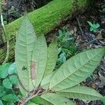 Anaxagorea dolichocarpa Leaf