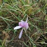 Cyclamen hederifoliumBlomst