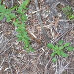 Berberis microphylla Natur