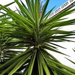 Dracaena draco पत्ता