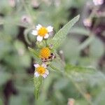 Galinsoga parviflora Fiore