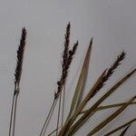 Carex esenbeckii Прочее