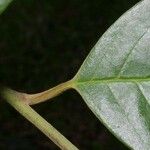 Annona papilionella পাতা