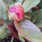 Paeonia corsica Flower