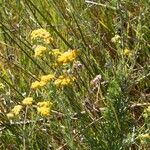 Helichrysum odoratissimum Kukka