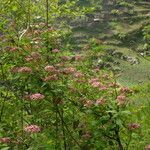 Spiraea bella