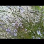 Limonium carolinianum Floare