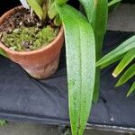 Phragmipedium longifolium برگ