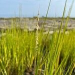 Sporobolus alterniflorus Fleur