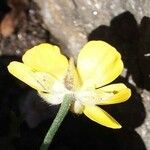 Ranunculus monspeliacus Цветок