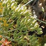 Foeniculum vulgare Fruit