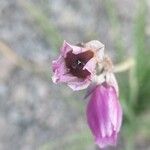 Allium narcissiflorum Cvet