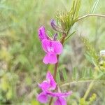 Lathyrus hirsutus Fula