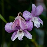 Dendrobium victoriae-reginae Blüte