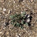 Eriogonum thomasii Blatt