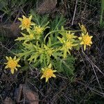 Sanicula arctopoides Flor