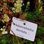 Hebenstretia dentata 其他