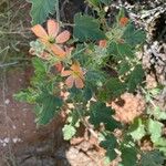 Sphaeralcea parvifolia Blatt