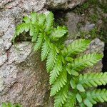 Dryopteris cristata पत्ता