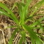 Carex pendulaBlatt