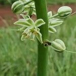 Albuca virens Blüte