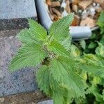 Urtica dioica Leaf