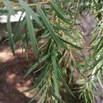 Melaleuca linariifolia Blatt