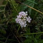 Oenanthe sarmentosa Flower
