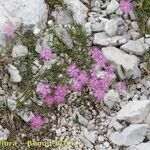 Dianthus sternbergii Habitus